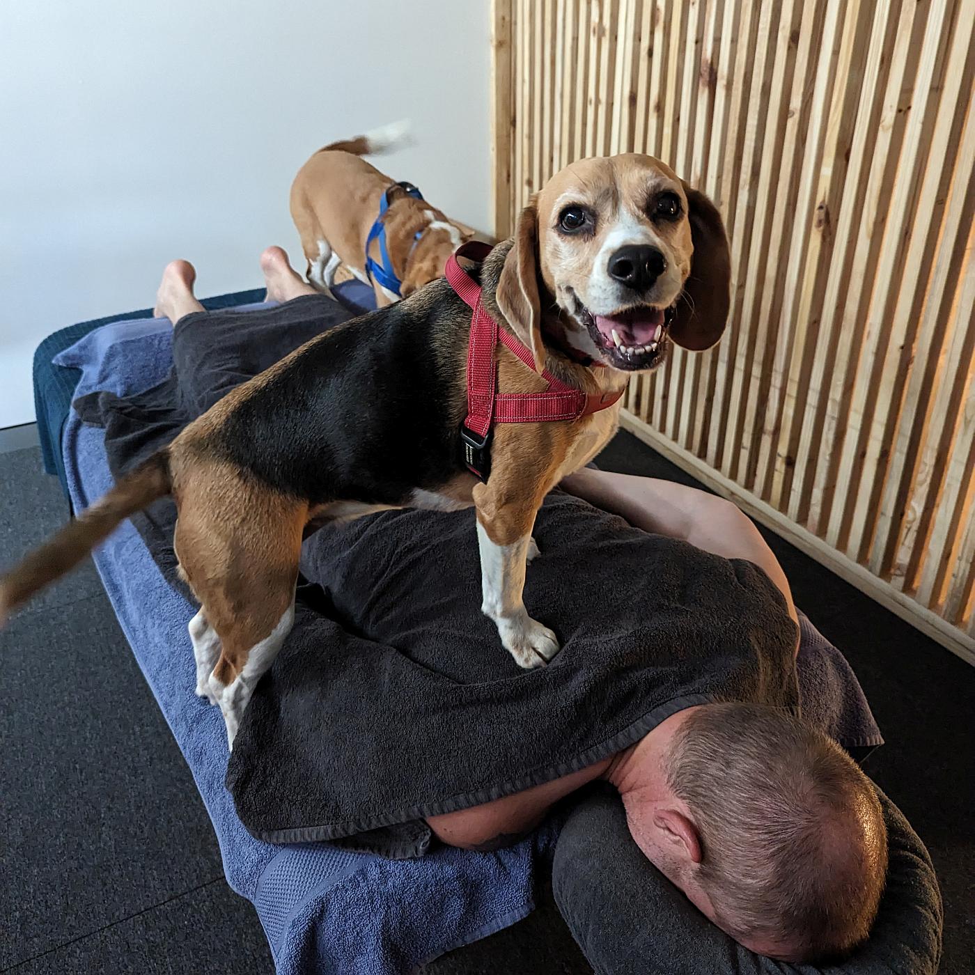 cordymassage11.jpg The Beagle Compression massages are only for select customers 😉