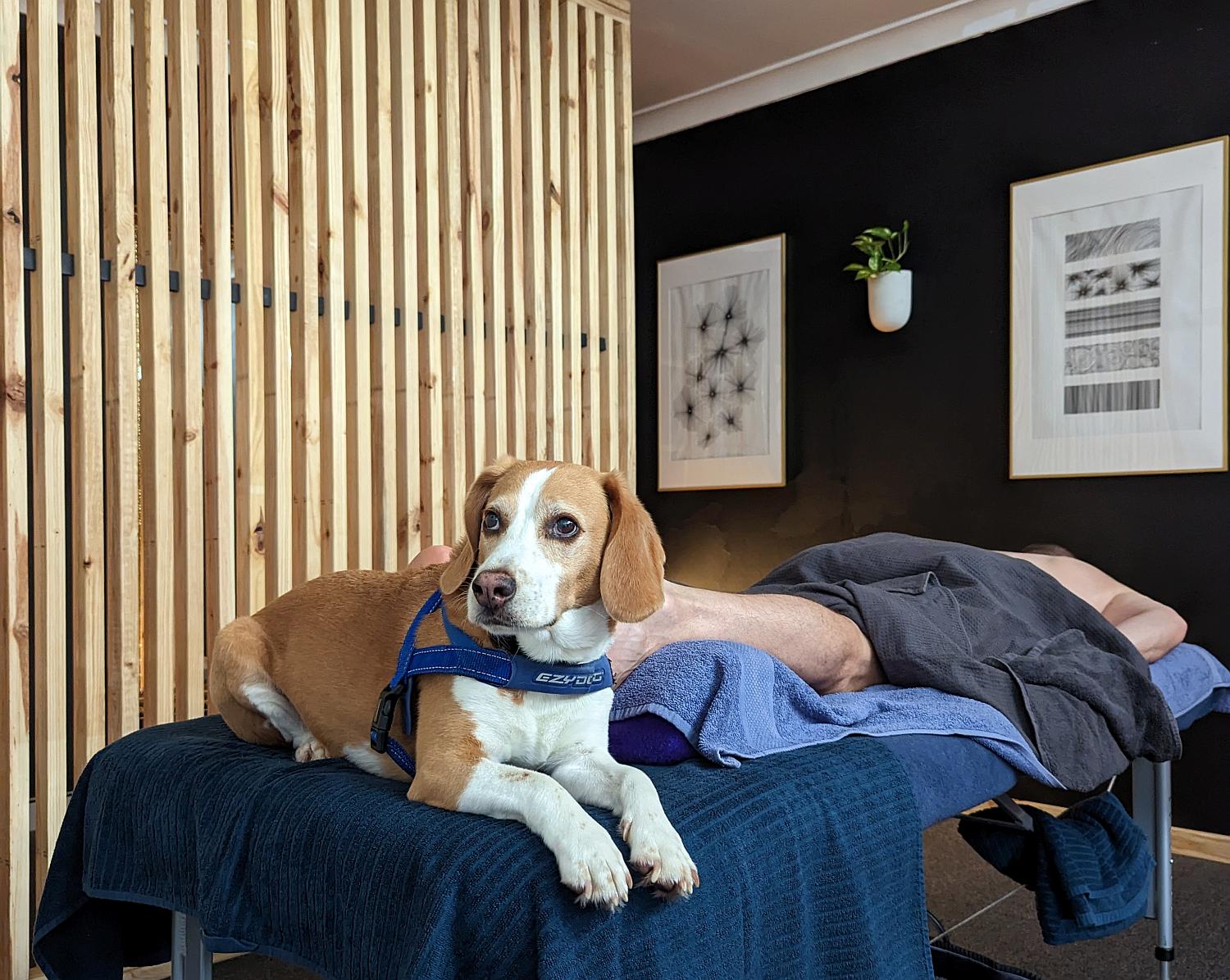 wallacemassage11.jpg I mean - if your dog has to come along - who are we to judge?